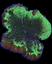 Blastomussa Wellsi
