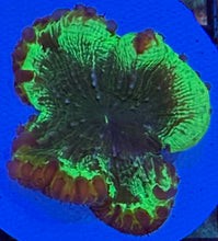 Blastomussa Wellsi