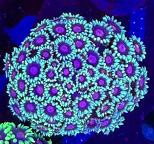 Goniopora