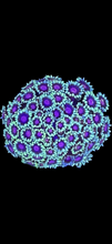 Goniopora